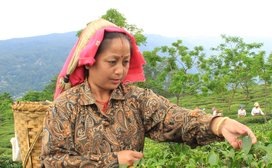 tea farmer