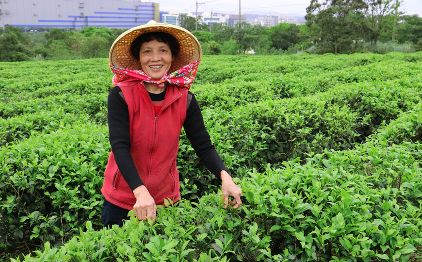 tea farmer