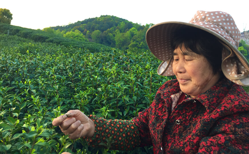 tea farmer