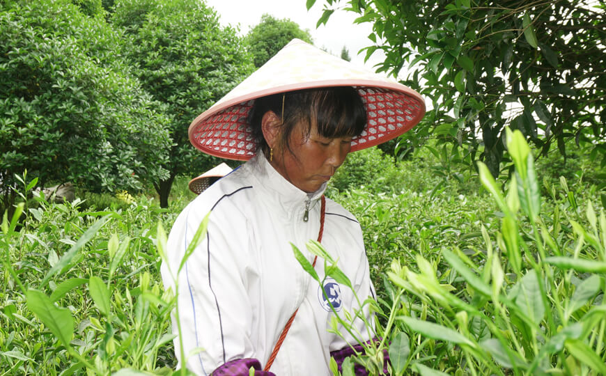 tea farmer