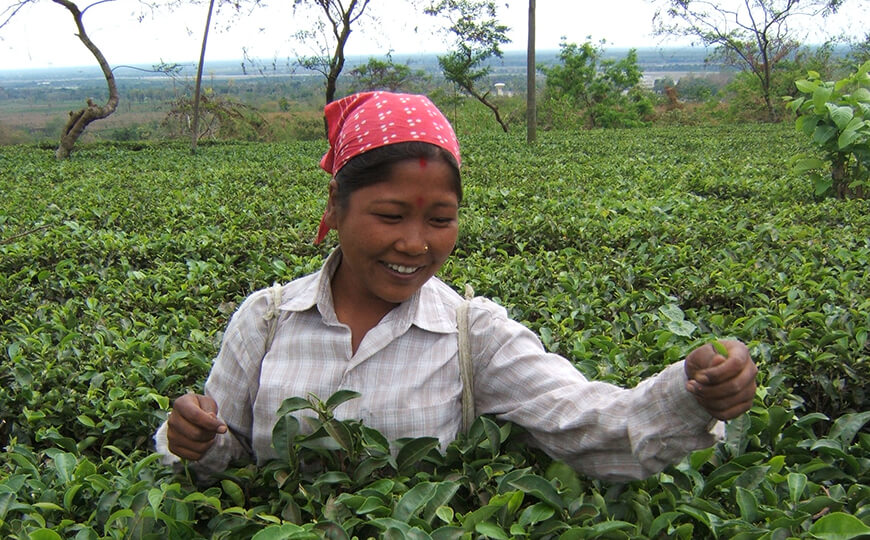 tea farmer