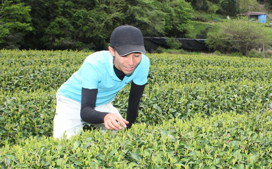 tea farmer