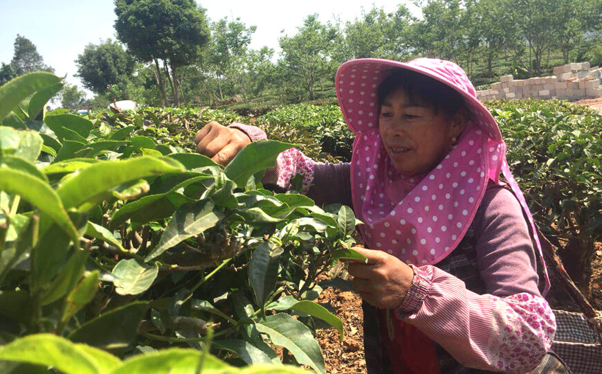 tea farmer