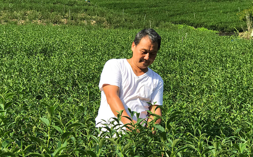 tea farmer