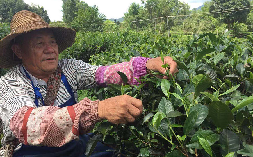 tea farmer