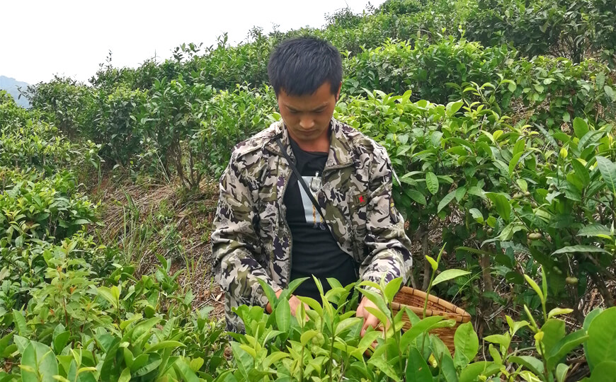 tea farmer