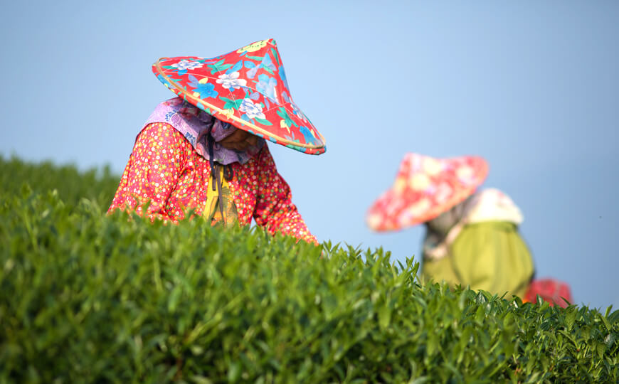 tea farmer