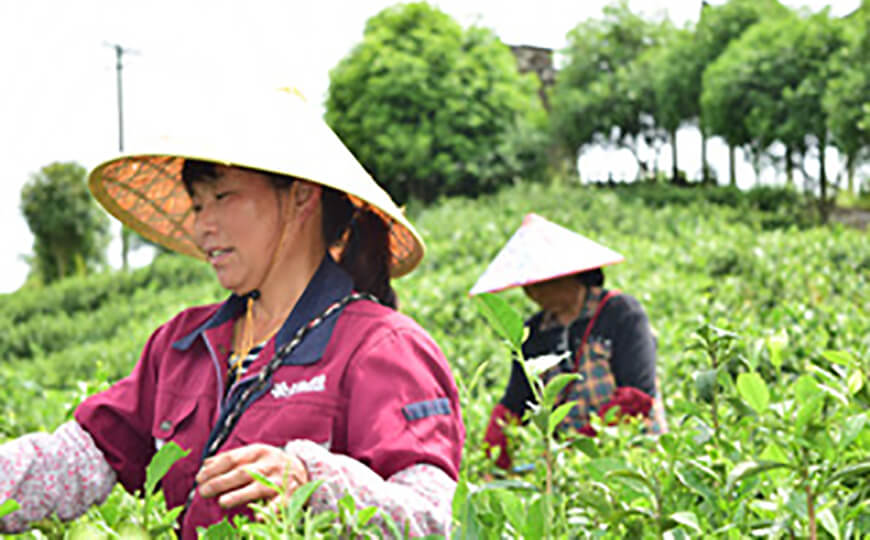 tea farmer