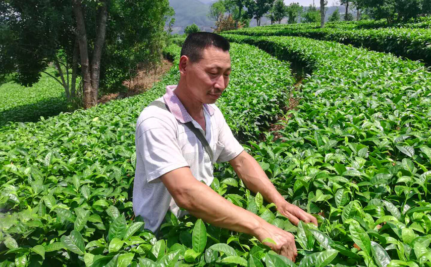 tea farmer