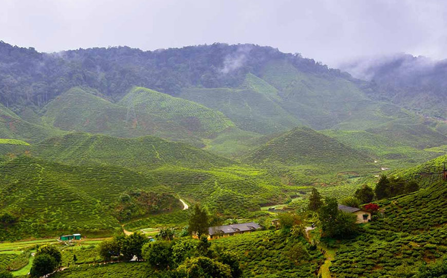 tea farmer