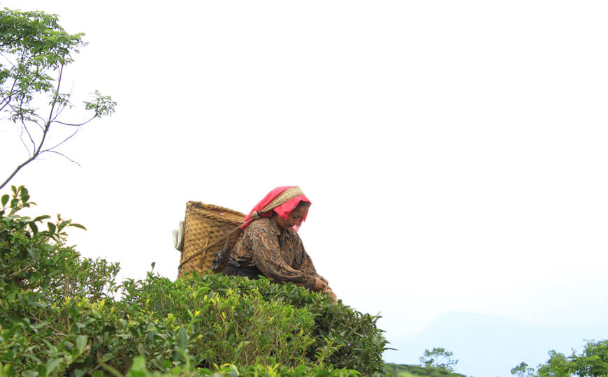 tea farmer