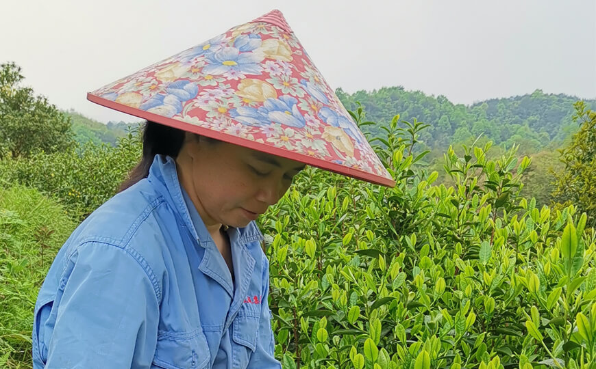 tea farmer