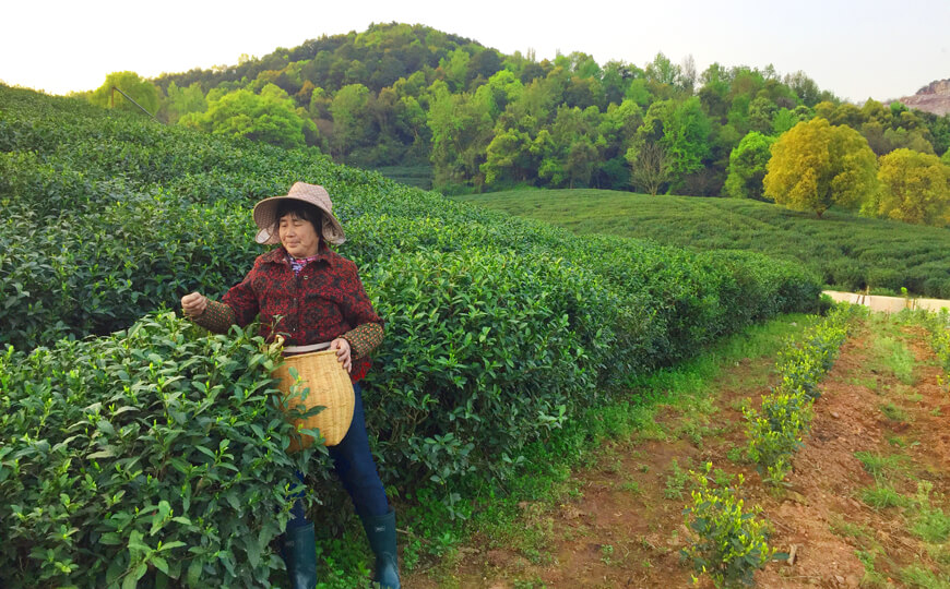 tea farmer