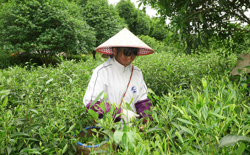 tea farmer