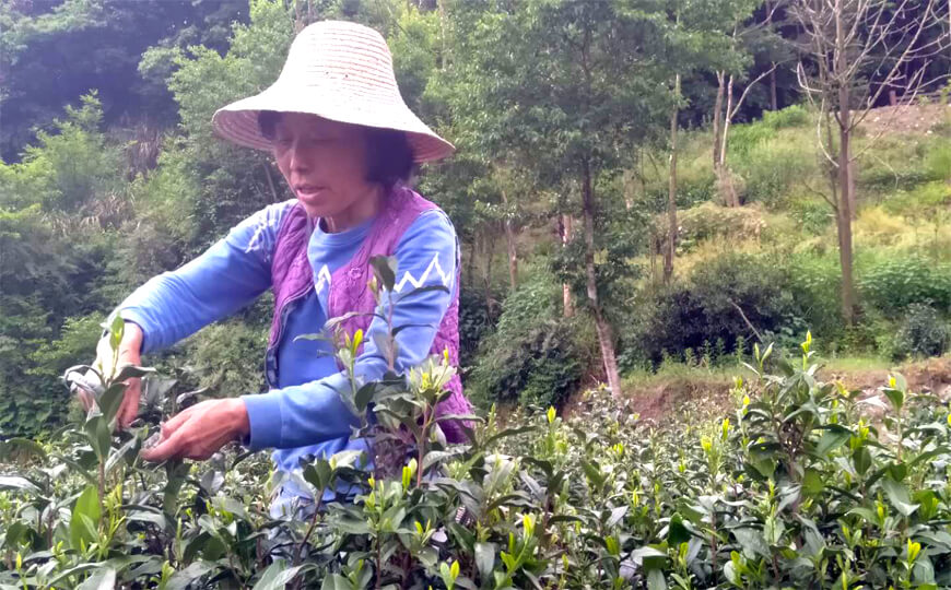 tea farmer