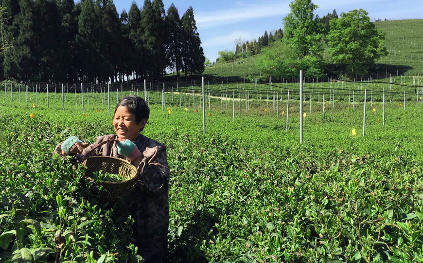 tea farmer