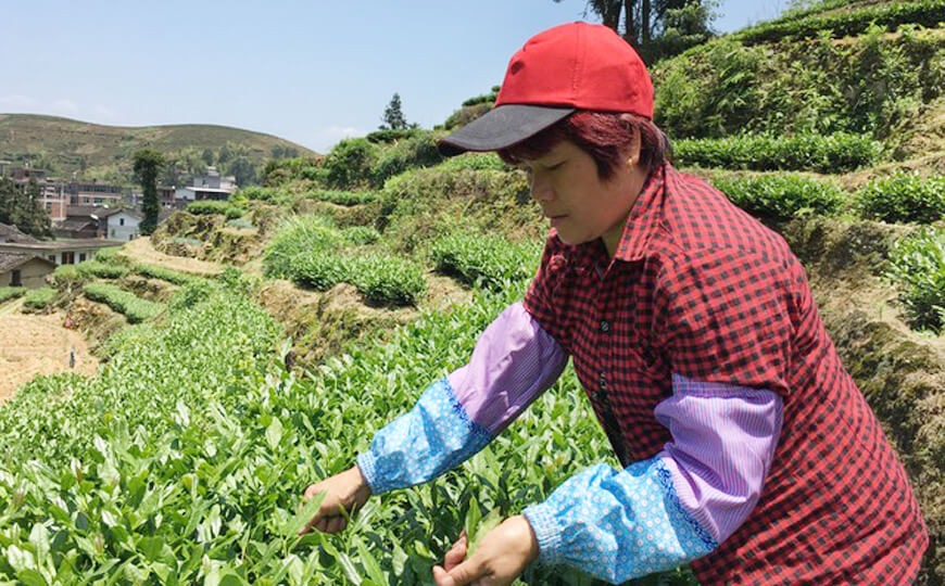 tea farmer