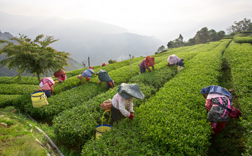 tea farmer