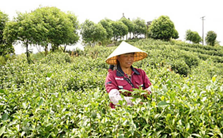 tea farmer