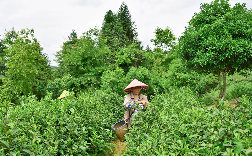 tea farmer