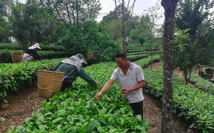 tea farmer